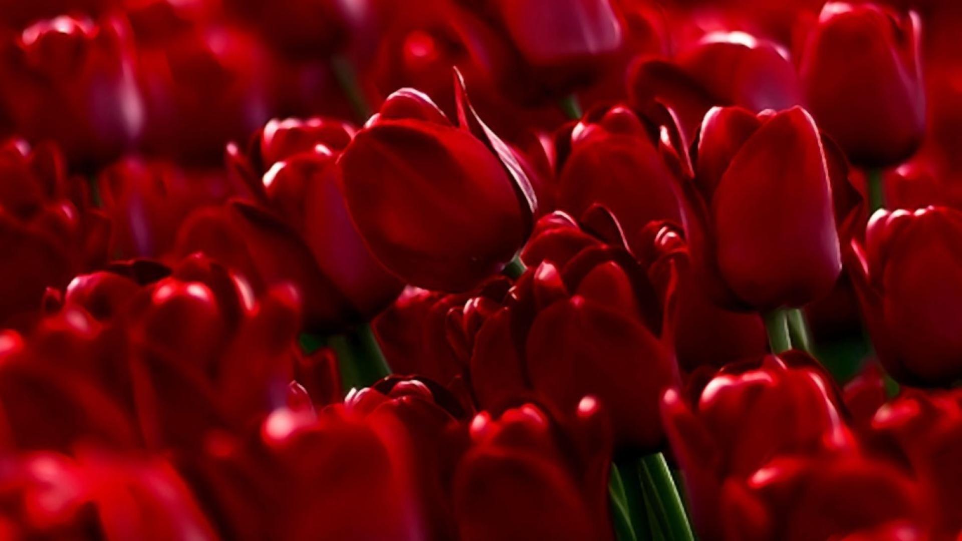 Red Tulips Wallpapers Top Free Red Tulips Backgrounds WallpaperAccess