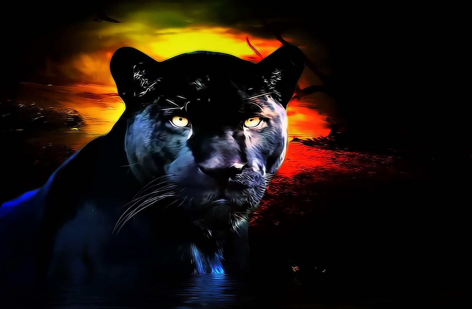 Black Animal Wallpapers Top Free Black Animal Backgrounds