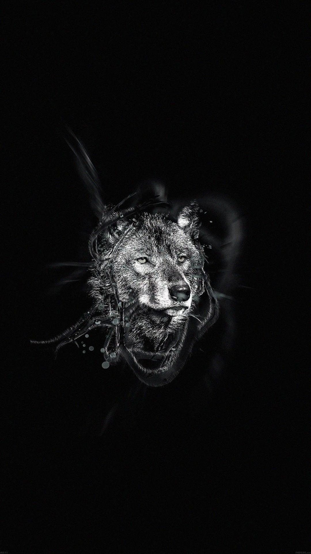 Black Animal Wallpapers Top Free Black Animal Backgrounds