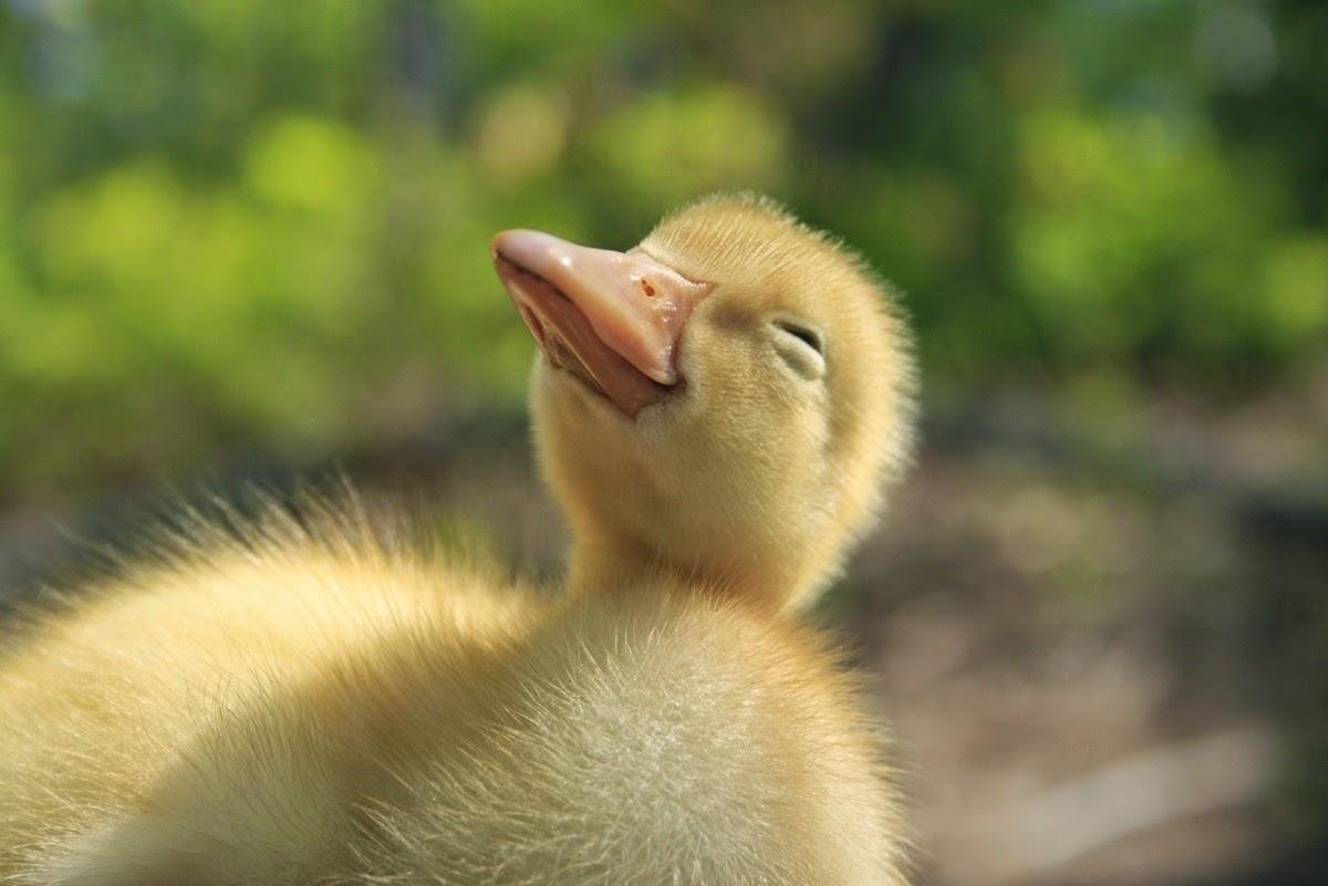 Cute Baby Duck Wallpapers Top Free Cute Baby Duck Backgrounds