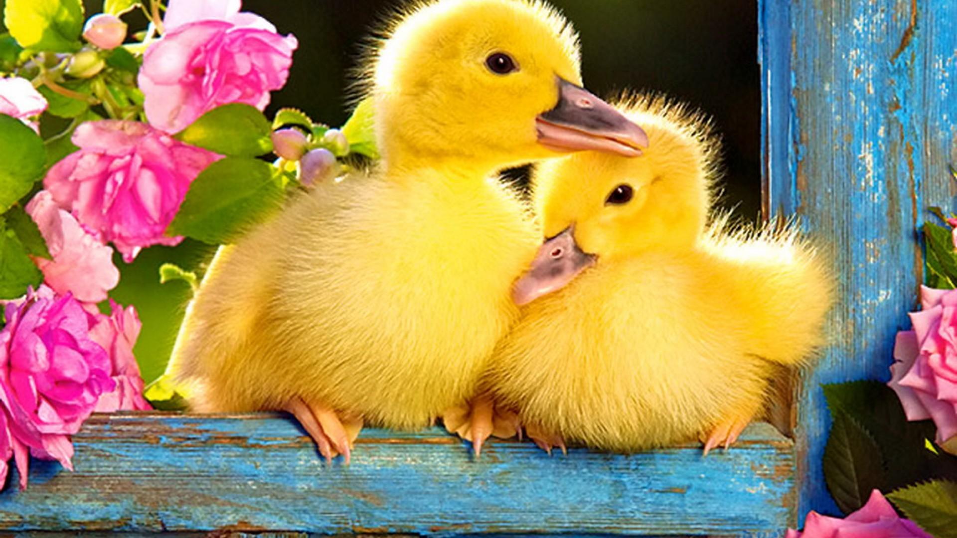 Cute Baby Duck Wallpapers Top Free Cute Baby Duck Backgrounds