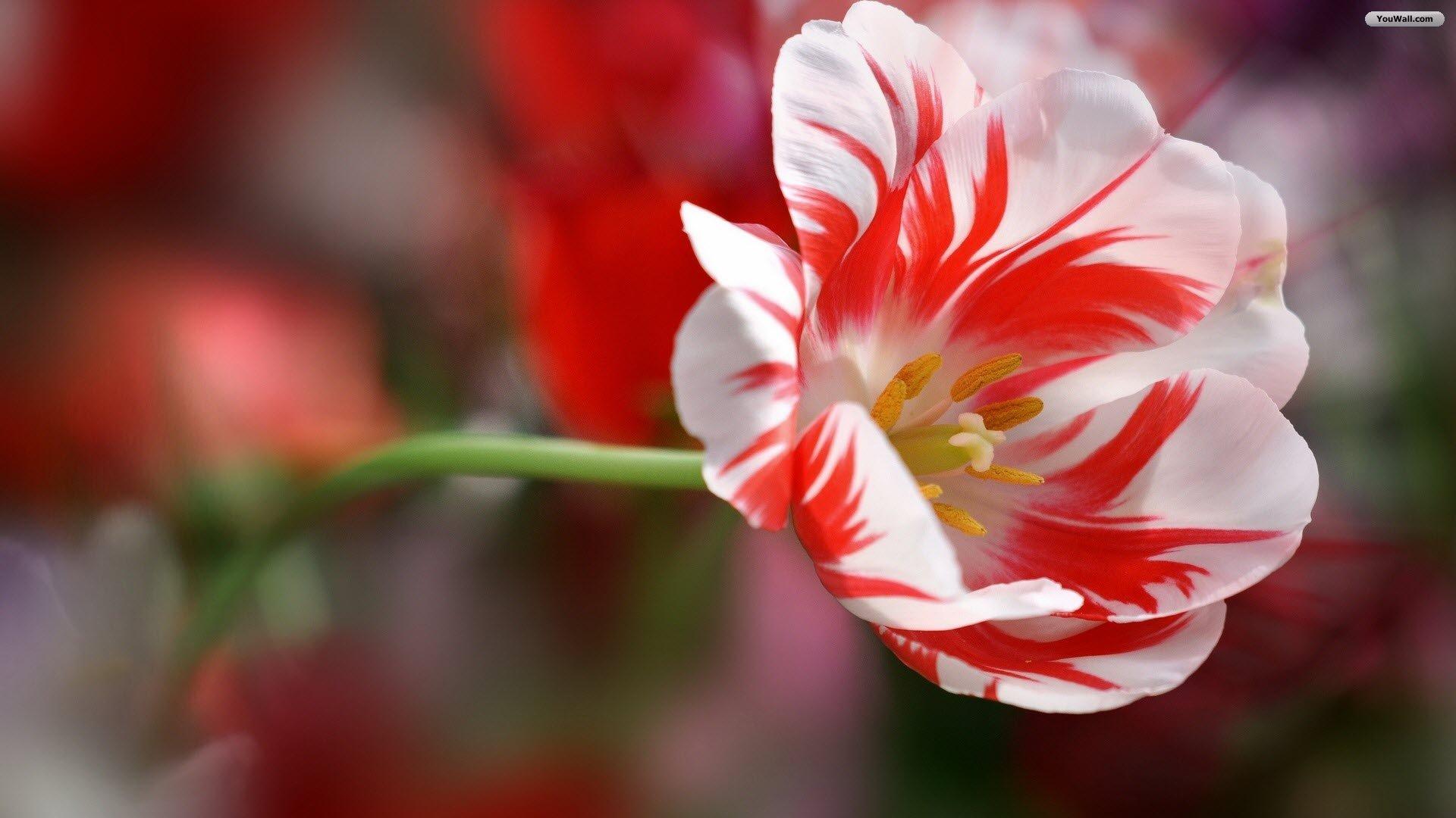 Red and White Flower Wallpapers Top Free Red and White Flower
