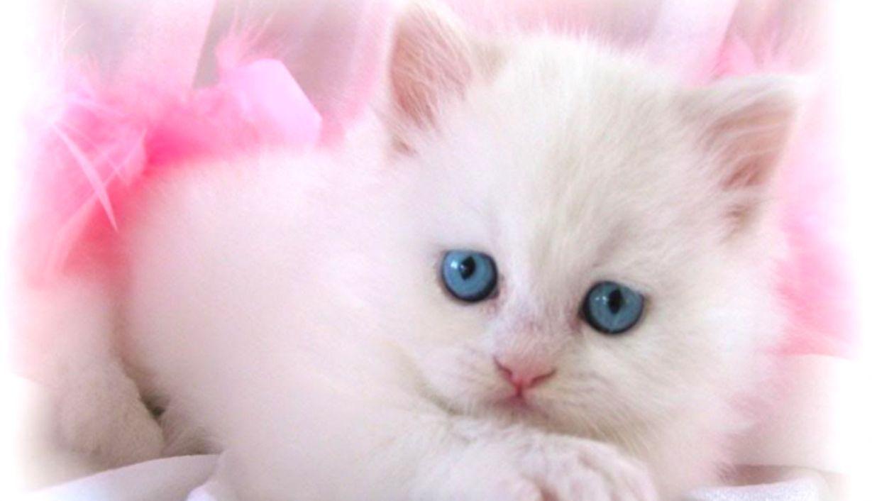 Cute Pink Cat Wallpapers Top Free Cute Pink Cat Backgrounds