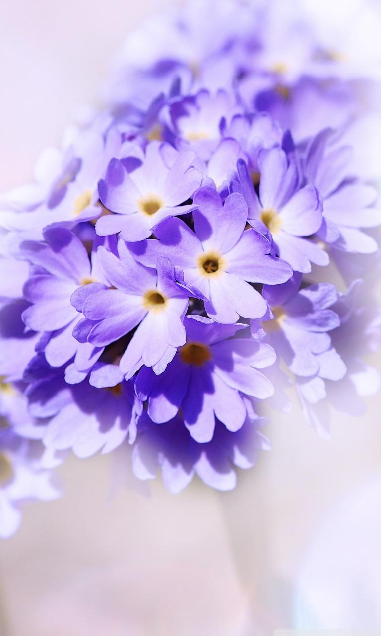 Light Purple Flower Wallpapers Top Free Light Purple Flower