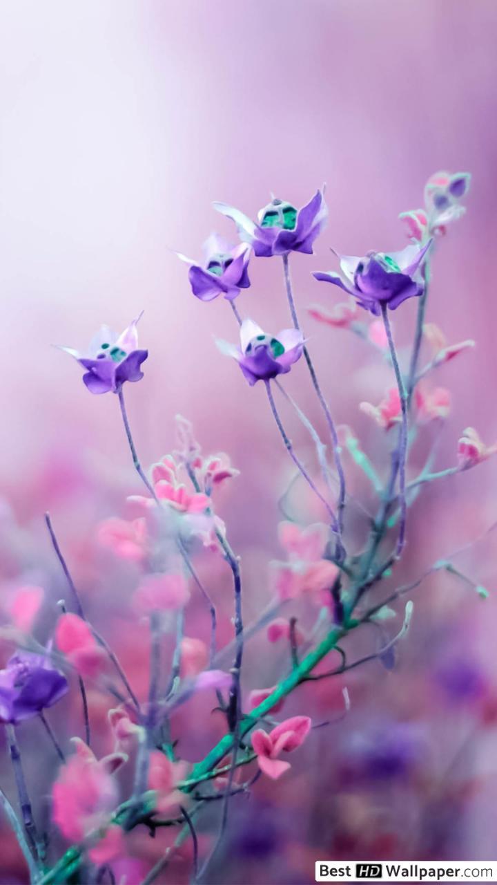 Light Purple Flower Wallpapers Top Free Light Purple Flower