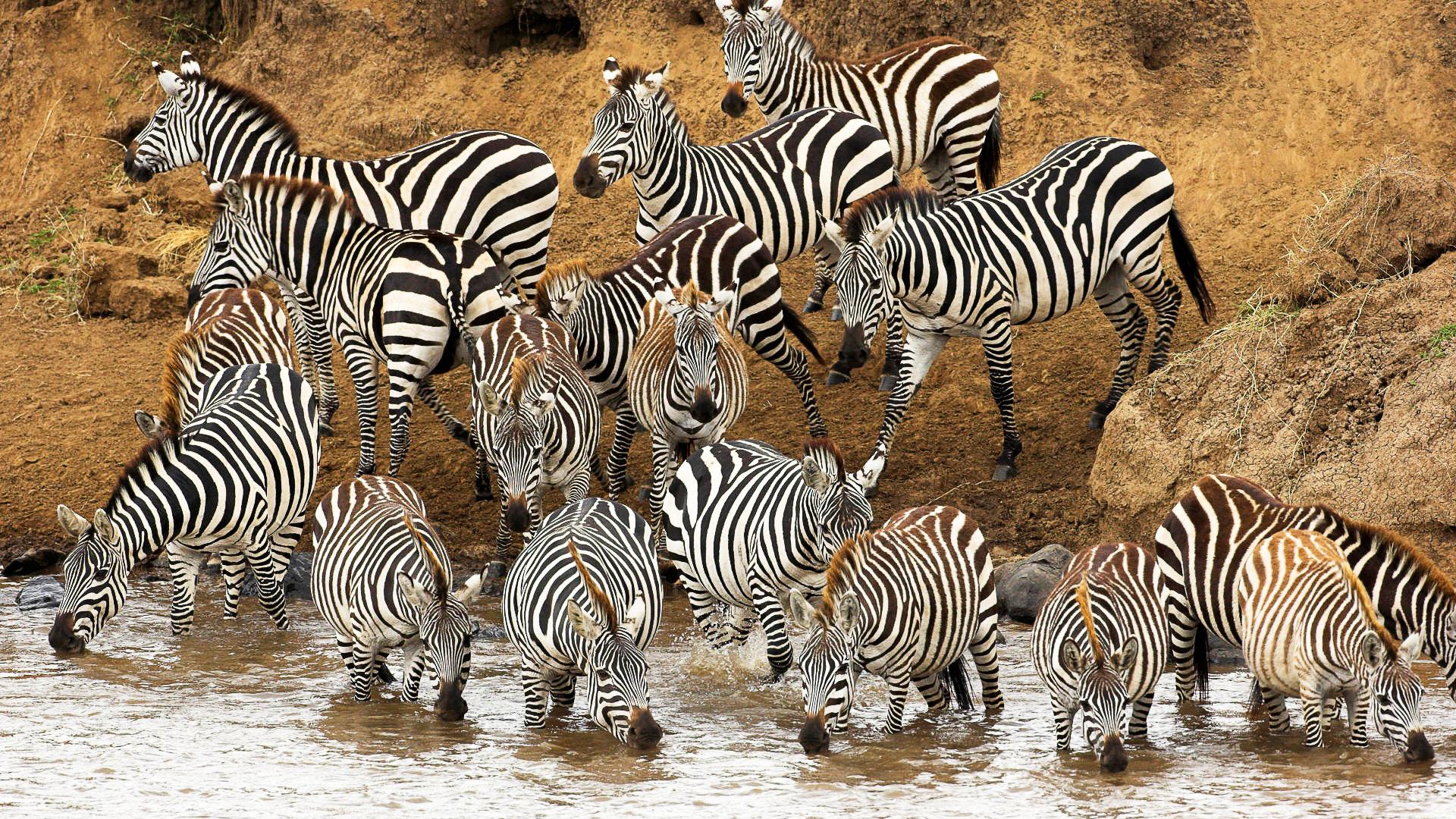 Zebra Desktop Wallpapers Top Free Zebra Desktop Backgrounds