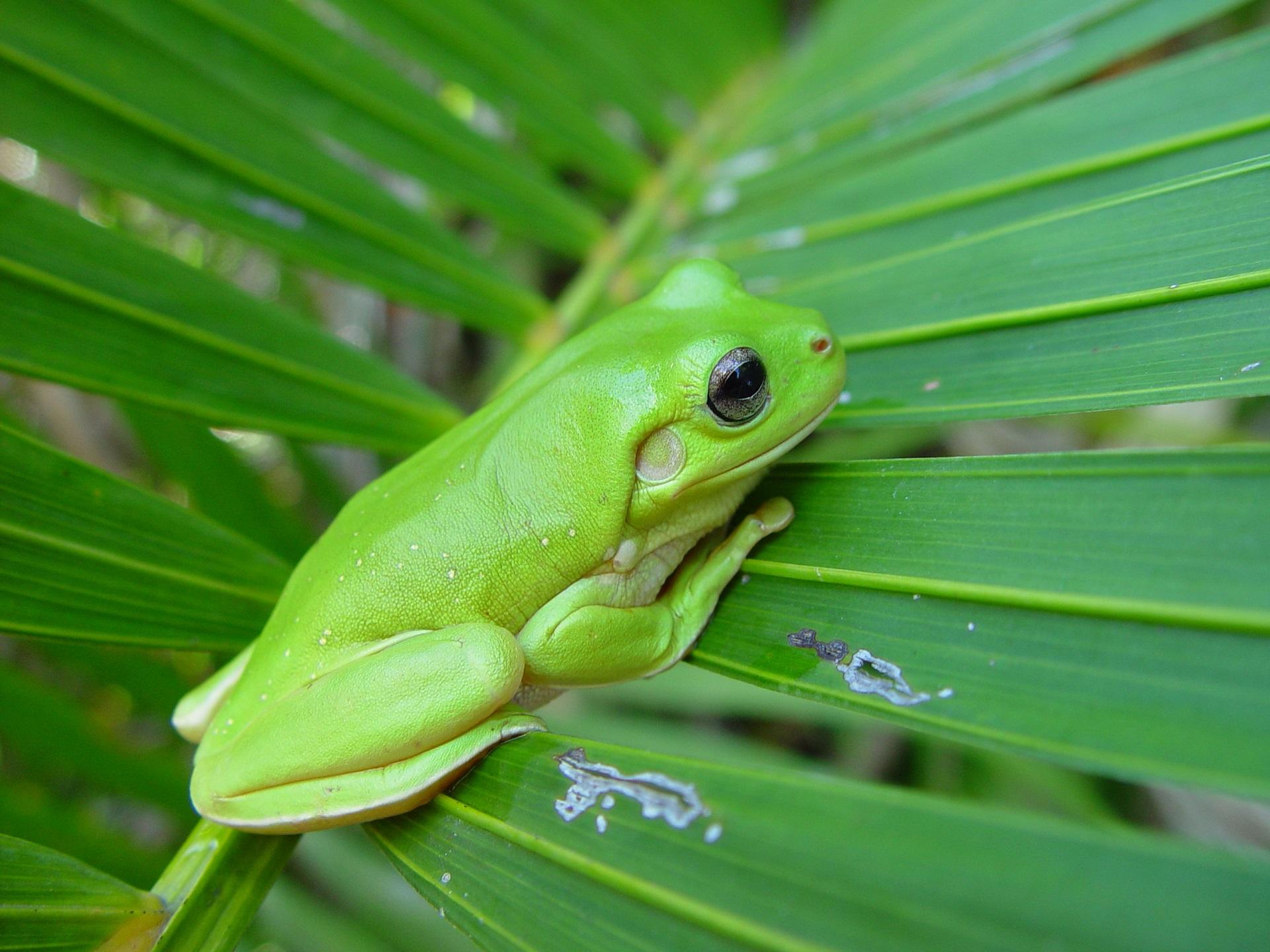 Green Tree Frog Wallpapers Top Free Green Tree Frog Backgrounds