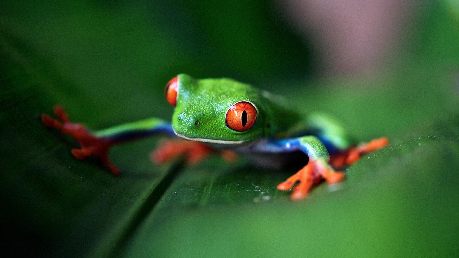 Green Tree Frog Wallpapers Top Free Green Tree Frog Backgrounds