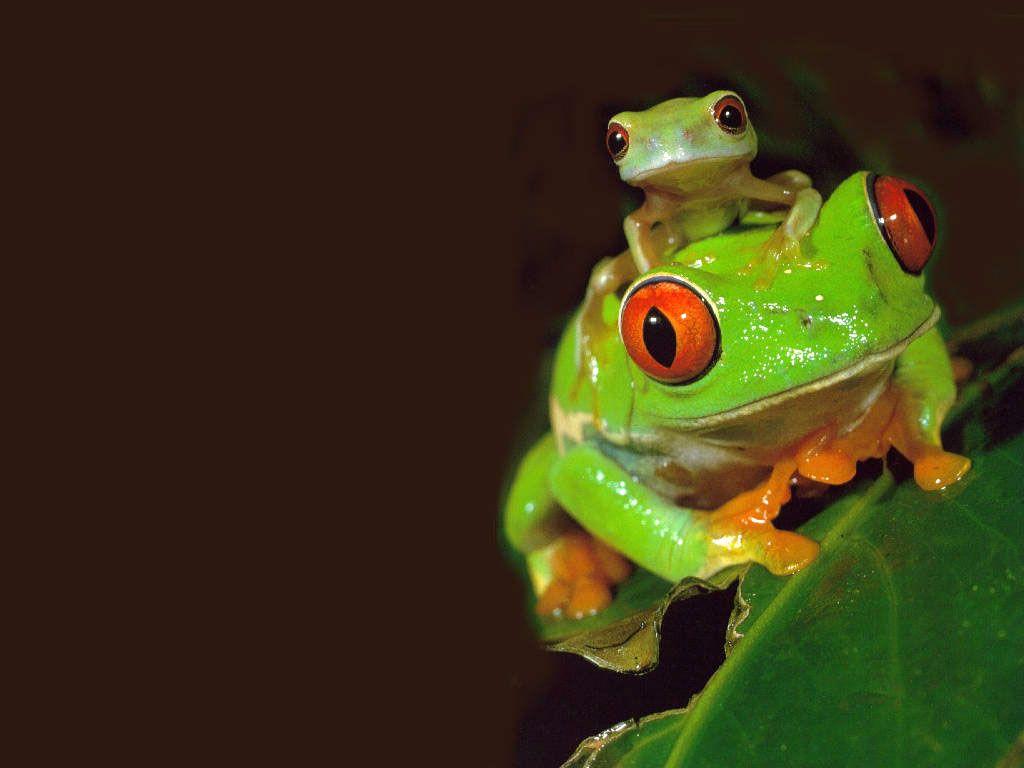 Green Tree Frog Wallpapers Top Free Green Tree Frog Backgrounds