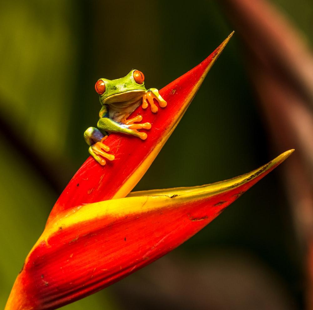 Green Tree Frog Wallpapers Top Free Green Tree Frog Backgrounds