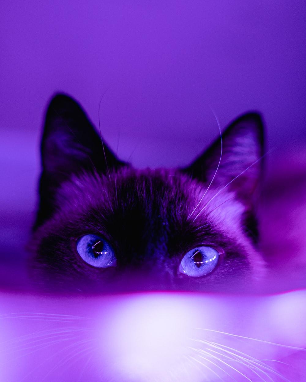 Cute Purple Desktop Wallpapers Top Free Cute Purple Desktop Backgrounds WallpaperAccess