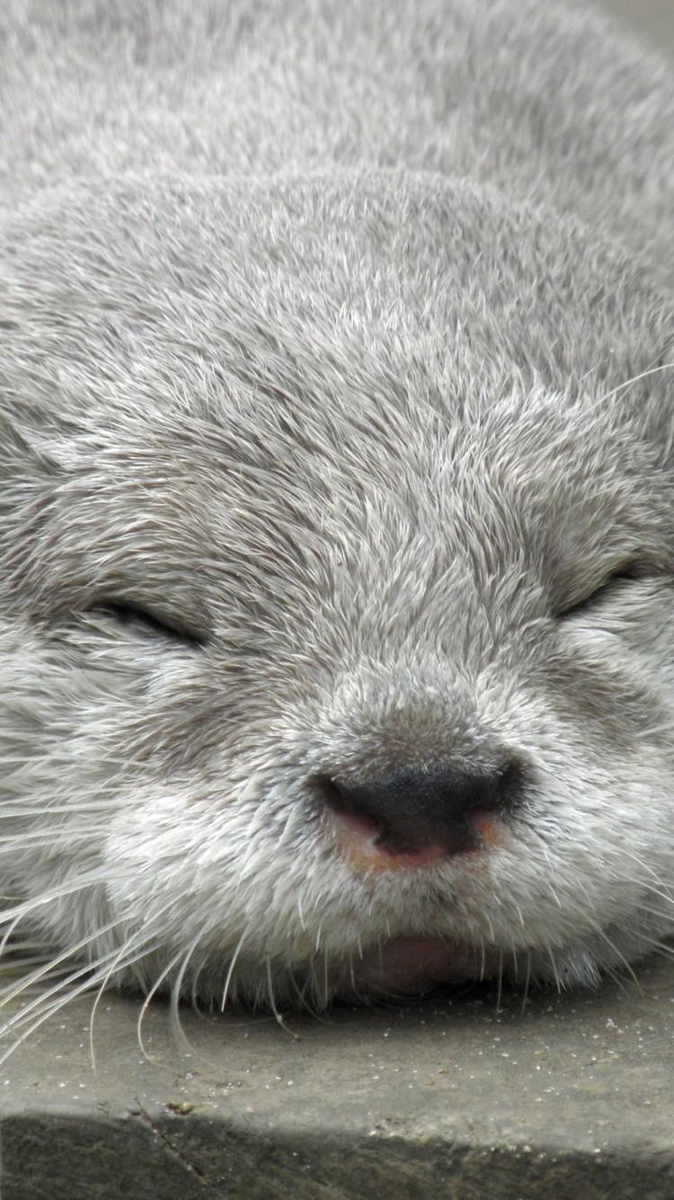 Otter Phone Wallpapers Top Free Otter Phone Backgrounds WallpaperAccess