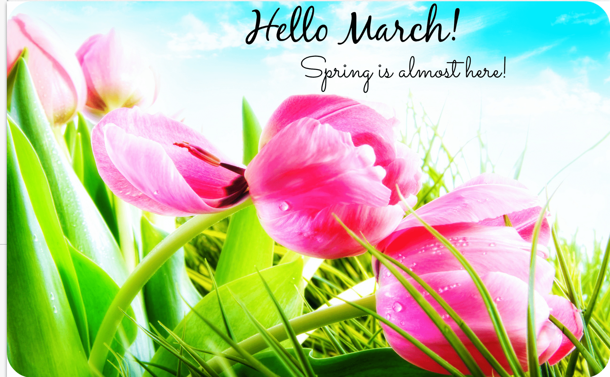 March Flowers Wallpapers Top Free March Flowers Backgrounds