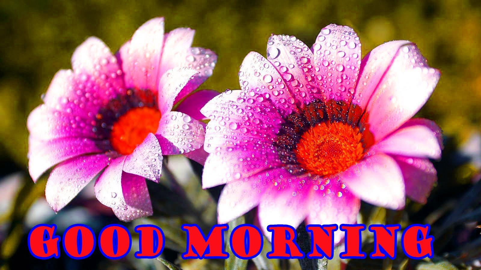 Morning Flowers Wallpapers Top Free Morning Flowers Backgrounds