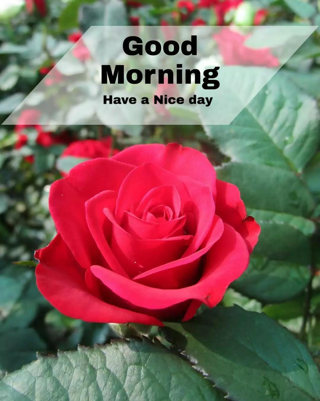 Morning Flowers Wallpapers Top Free Morning Flowers Backgrounds