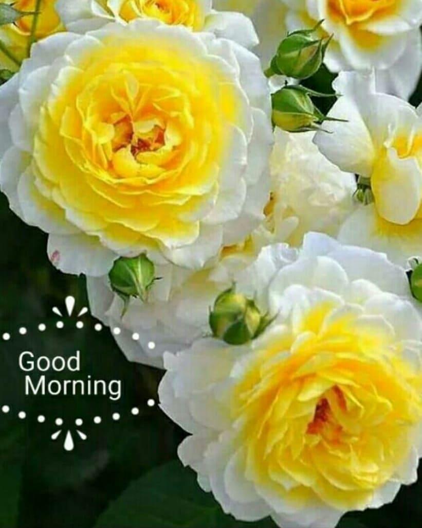Best Good Morning Flower Wallpaper Best Flower Site