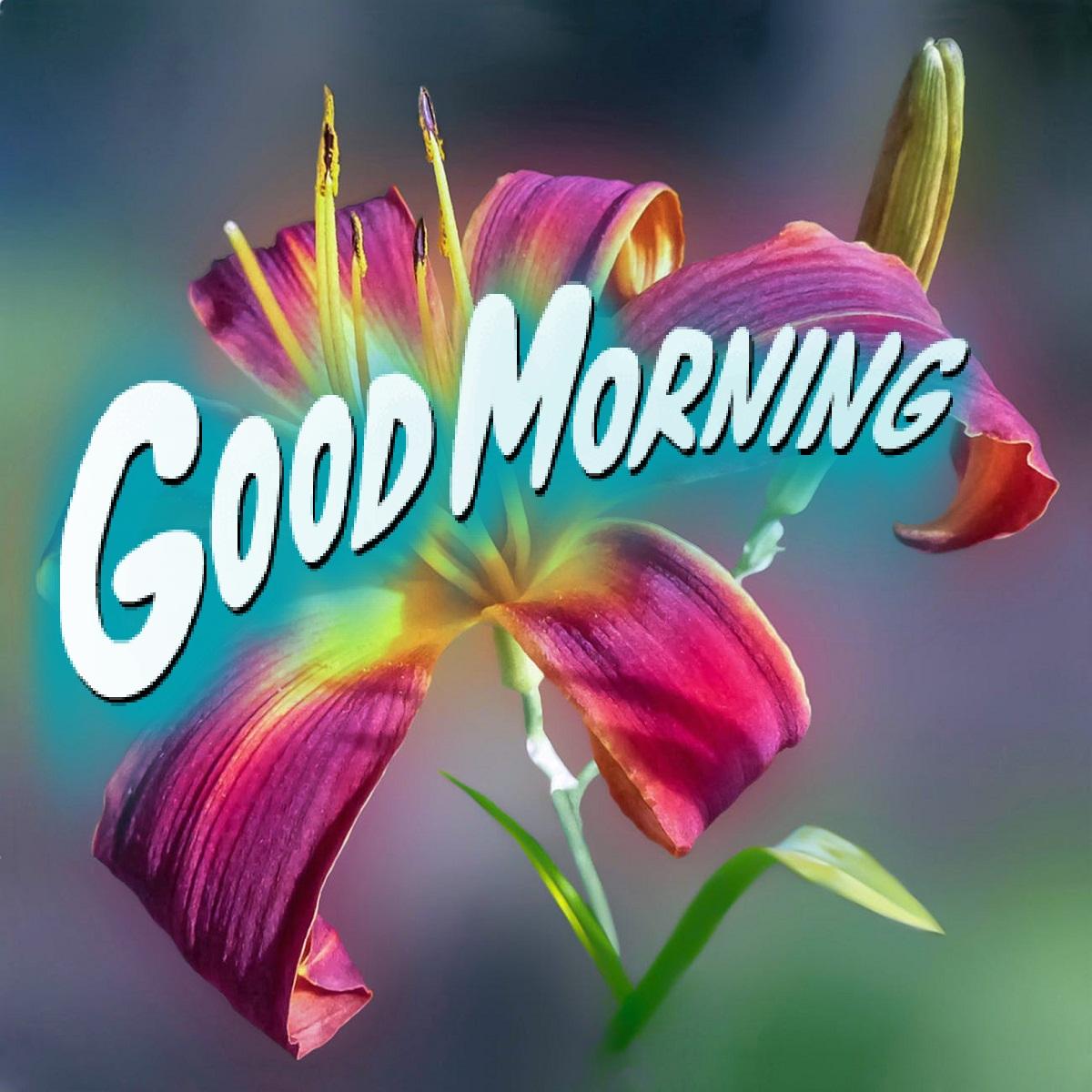 Morning Flowers Wallpapers Top Free Morning Flowers Backgrounds