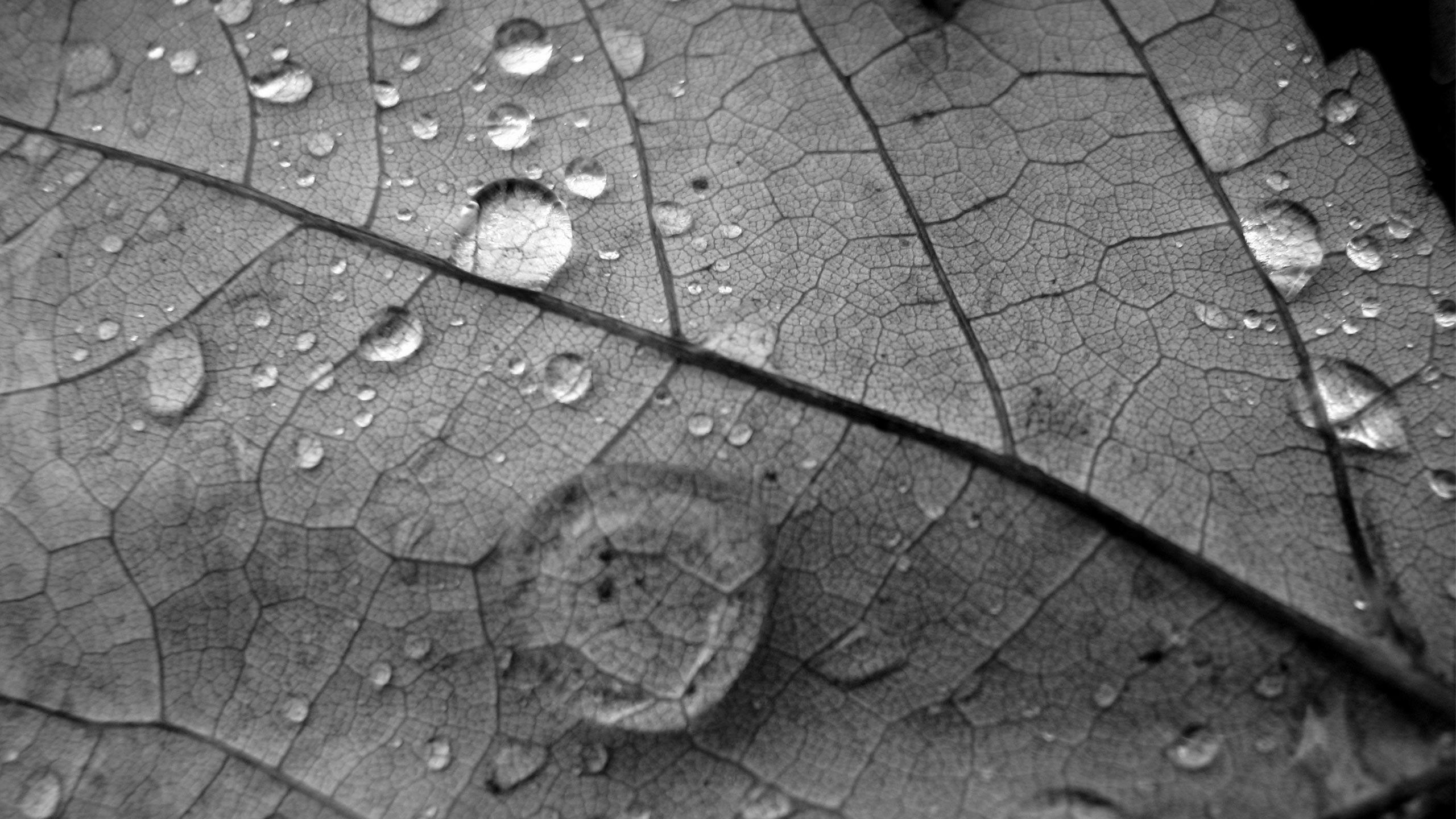 Gray Nature Wallpapers Top Free Gray Nature Backgrounds WallpaperAccess