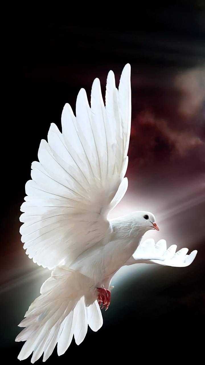 White Dove Wallpapers Top Free White Dove Backgrounds WallpaperAccess
