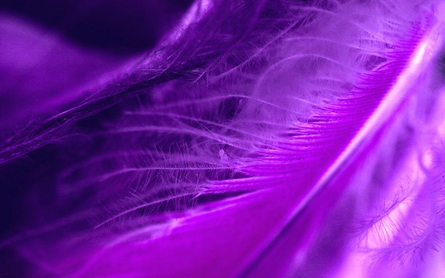 Purple Feather Wallpapers Top Free Purple Feather Backgrounds