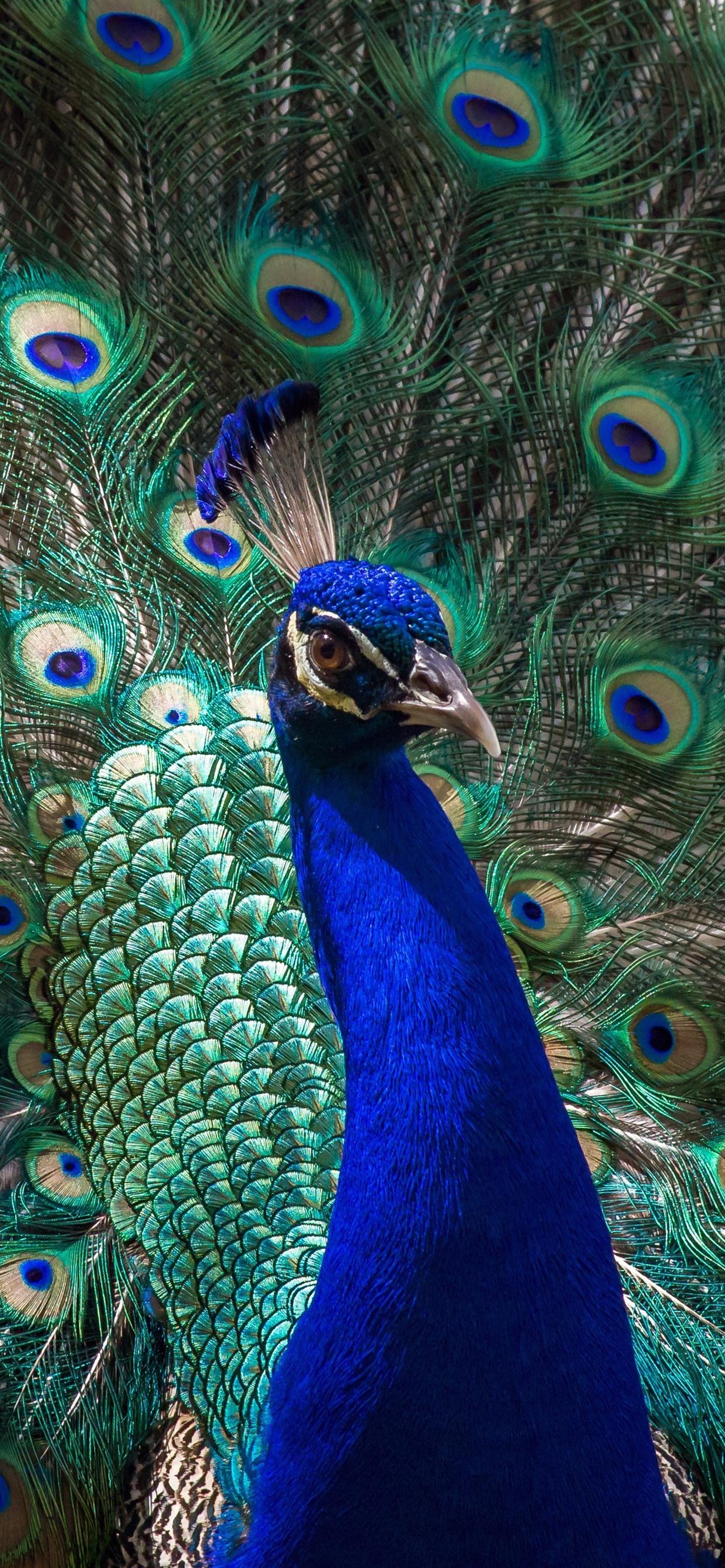 Peacock iPhone Wallpapers Top Free Peacock iPhone Backgrounds