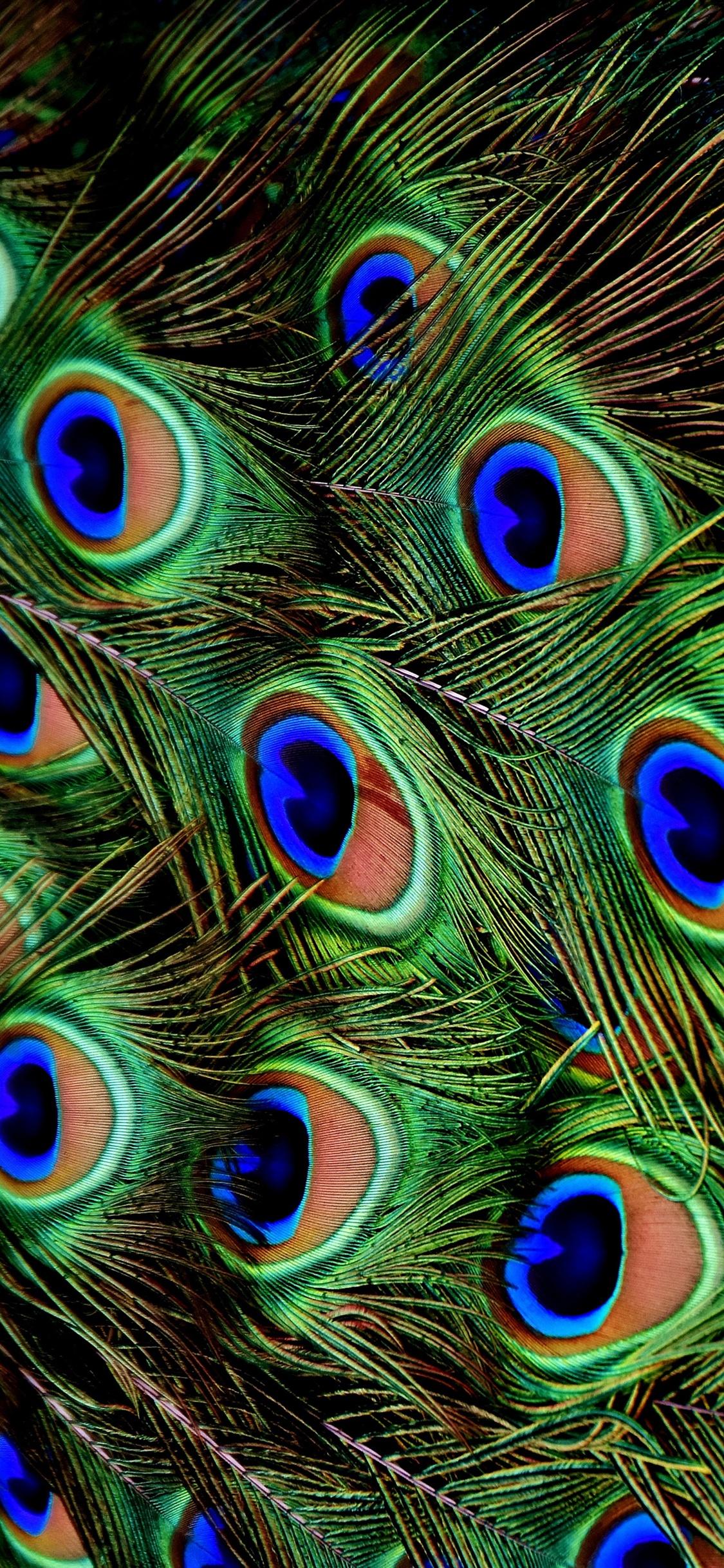 Peacock iPhone Wallpapers Top Free Peacock iPhone Backgrounds
