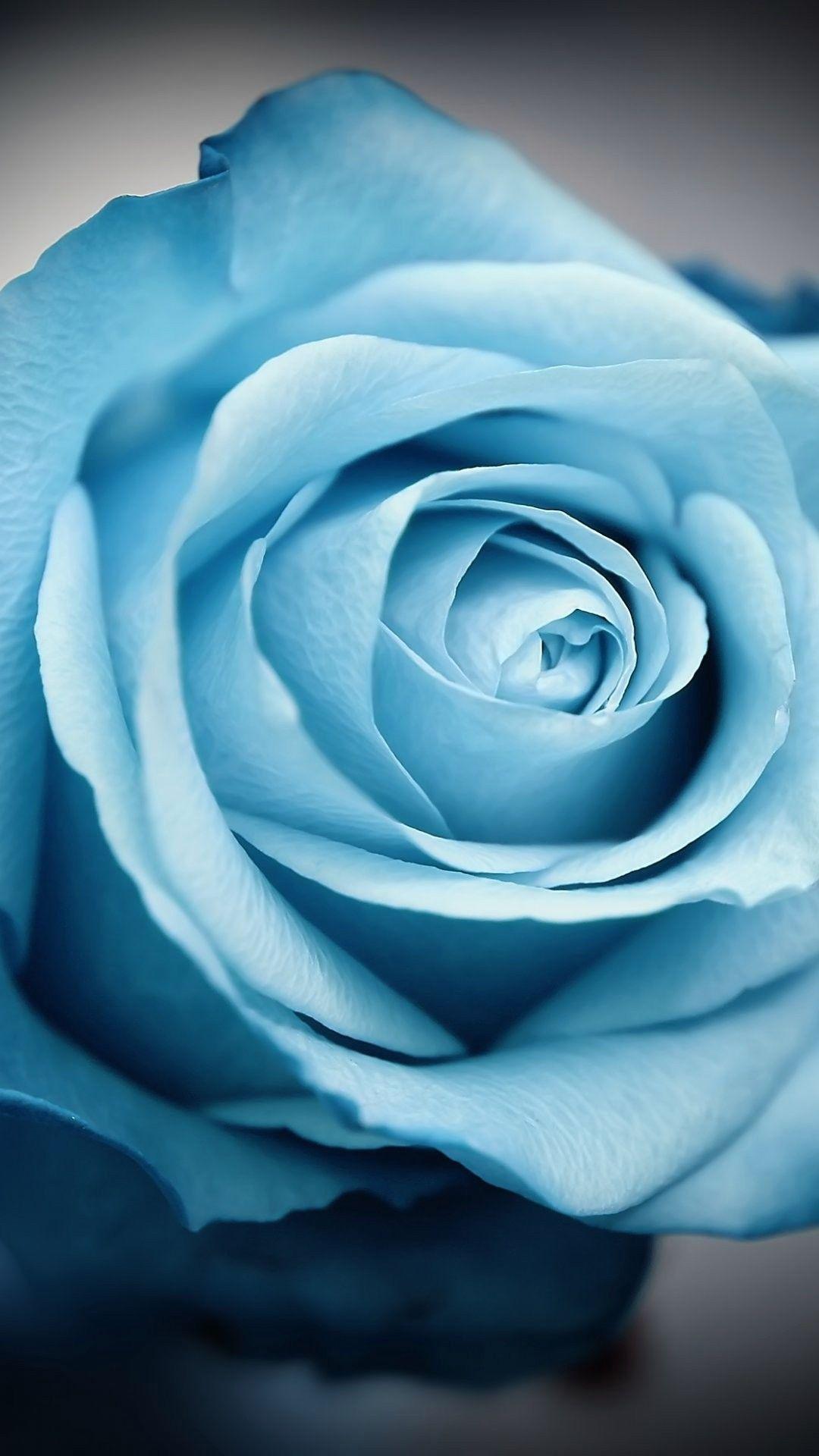 Blue Rose iPhone Wallpapers Top Free Blue Rose iPhone Backgrounds