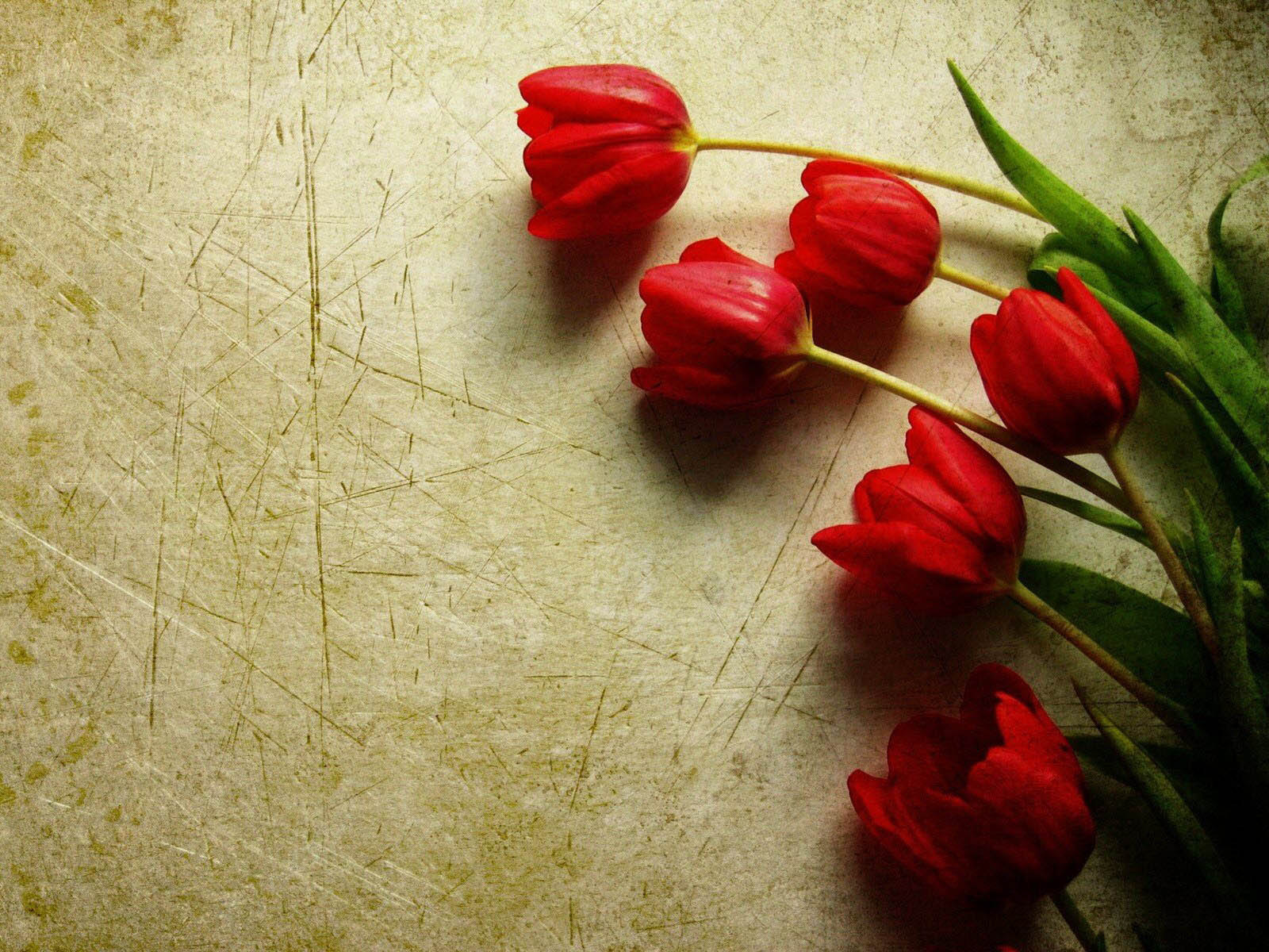 Red Tulips Wallpapers Top Free Red Tulips Backgrounds WallpaperAccess