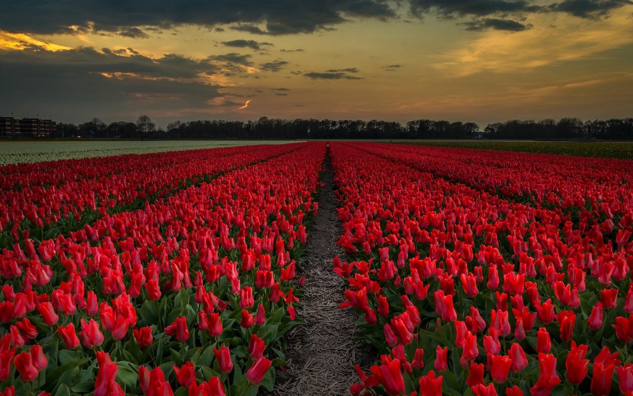 Red Tulips Wallpapers Top Free Red Tulips Backgrounds WallpaperAccess