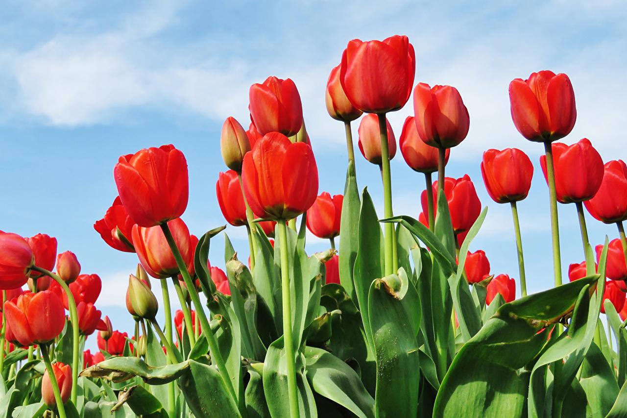 Red Tulips Wallpapers Top Free Red Tulips Backgrounds WallpaperAccess