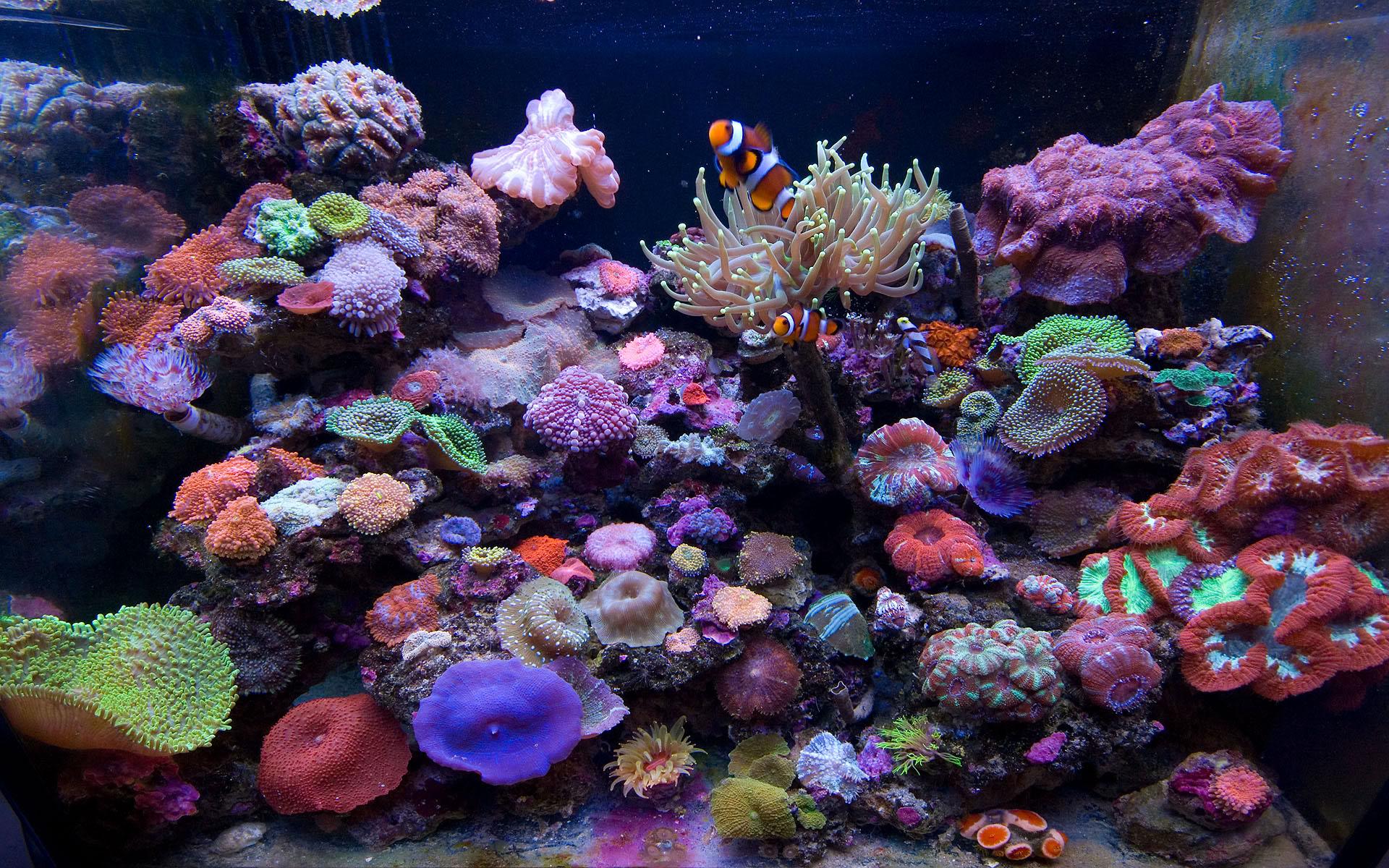 Saltwater Aquarium Wallpapers Top Free Saltwater Aquarium Backgrounds WallpaperAccess