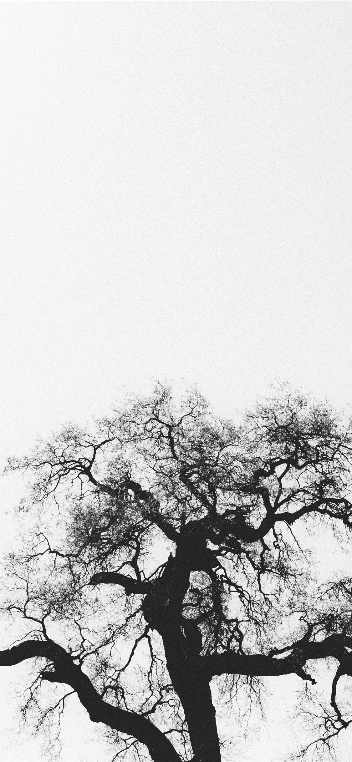 Black and White Tree iPhone Wallpapers Top Free Black and White Tree