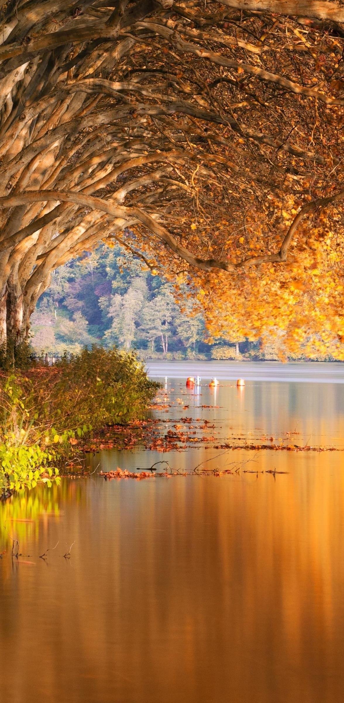 iPhone 12 Pro Max Gold Wallpapers Top Free iPhone 12 Pro Max Gold Backgrounds WallpaperAccess