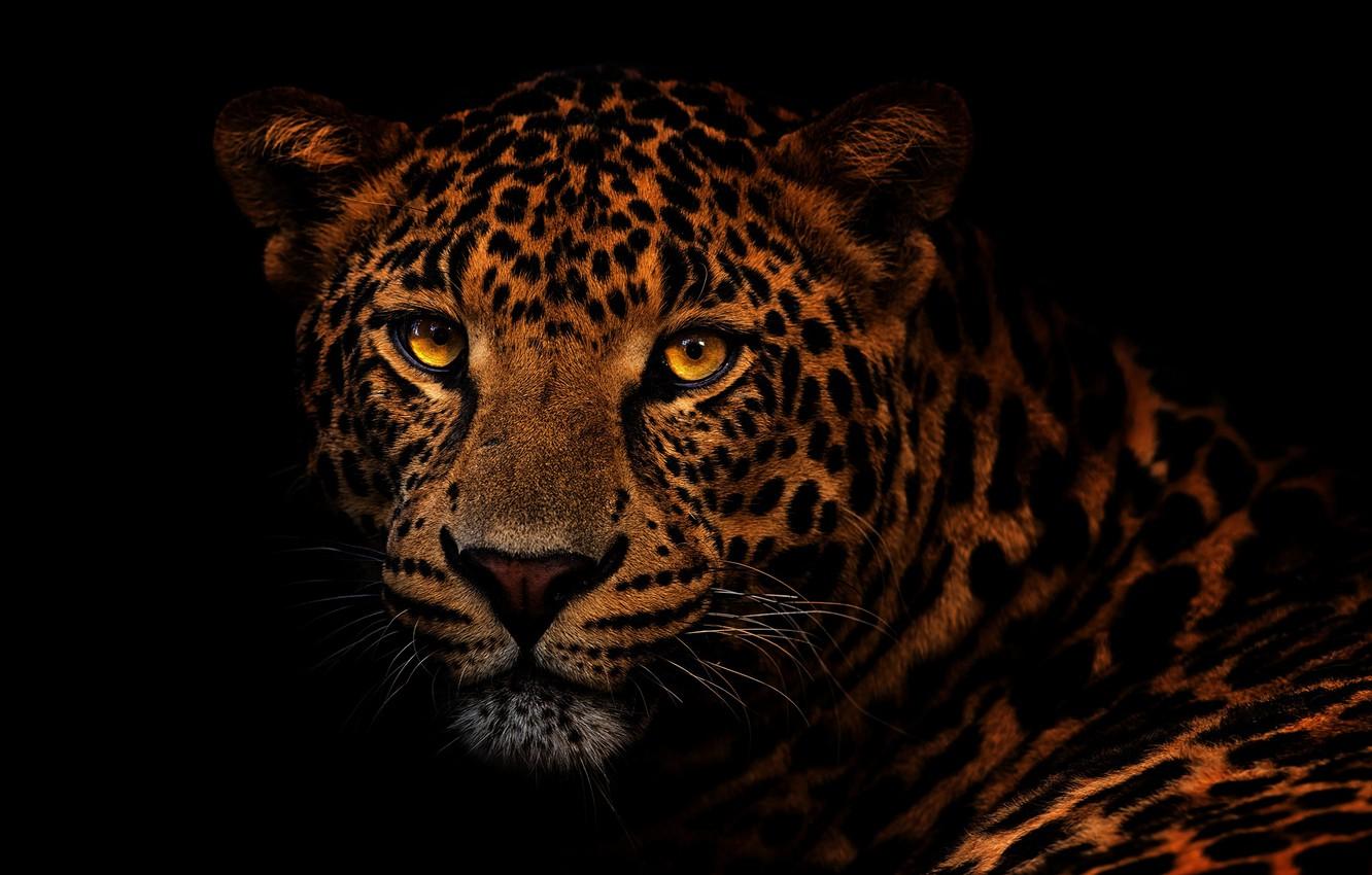 Leopard Eye Wallpapers Top Free Leopard Eye Backgrounds WallpaperAccess