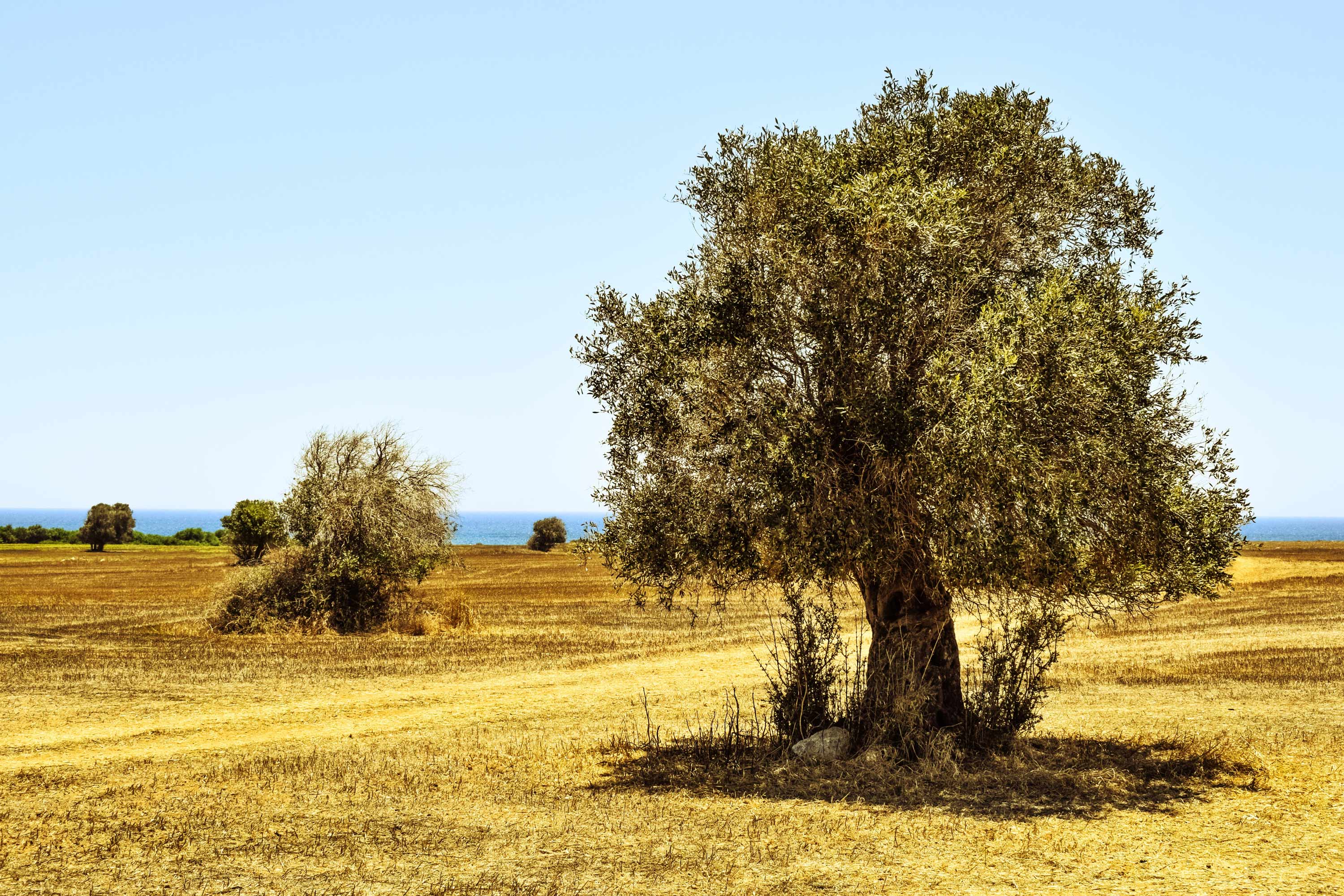Olive Tree Wallpapers Top Free Olive Tree Backgrounds WallpaperAccess