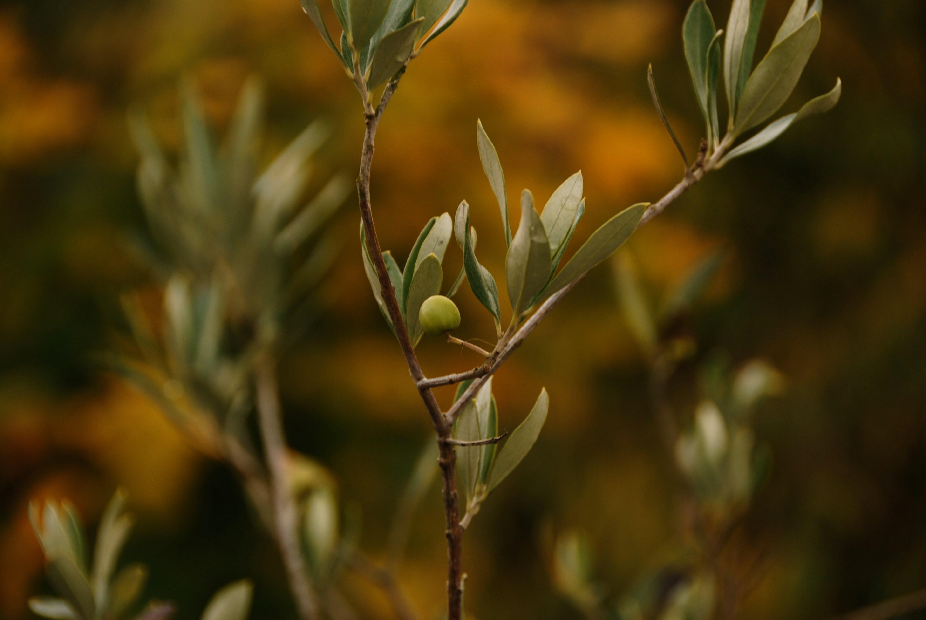 Olive Tree Wallpapers Top Free Olive Tree Backgrounds WallpaperAccess