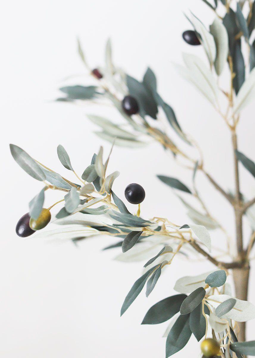 Olive Tree Wallpapers Top Free Olive Tree Backgrounds WallpaperAccess
