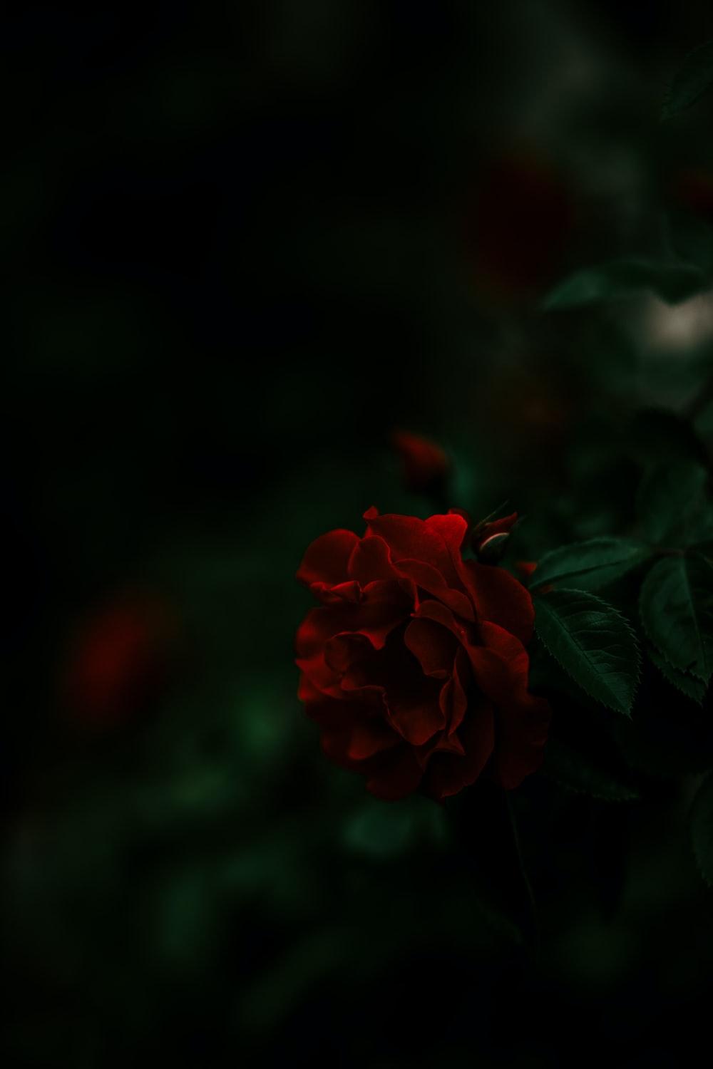 Dark Red Rose Wallpapers Top Free Dark Red Rose Backgrounds