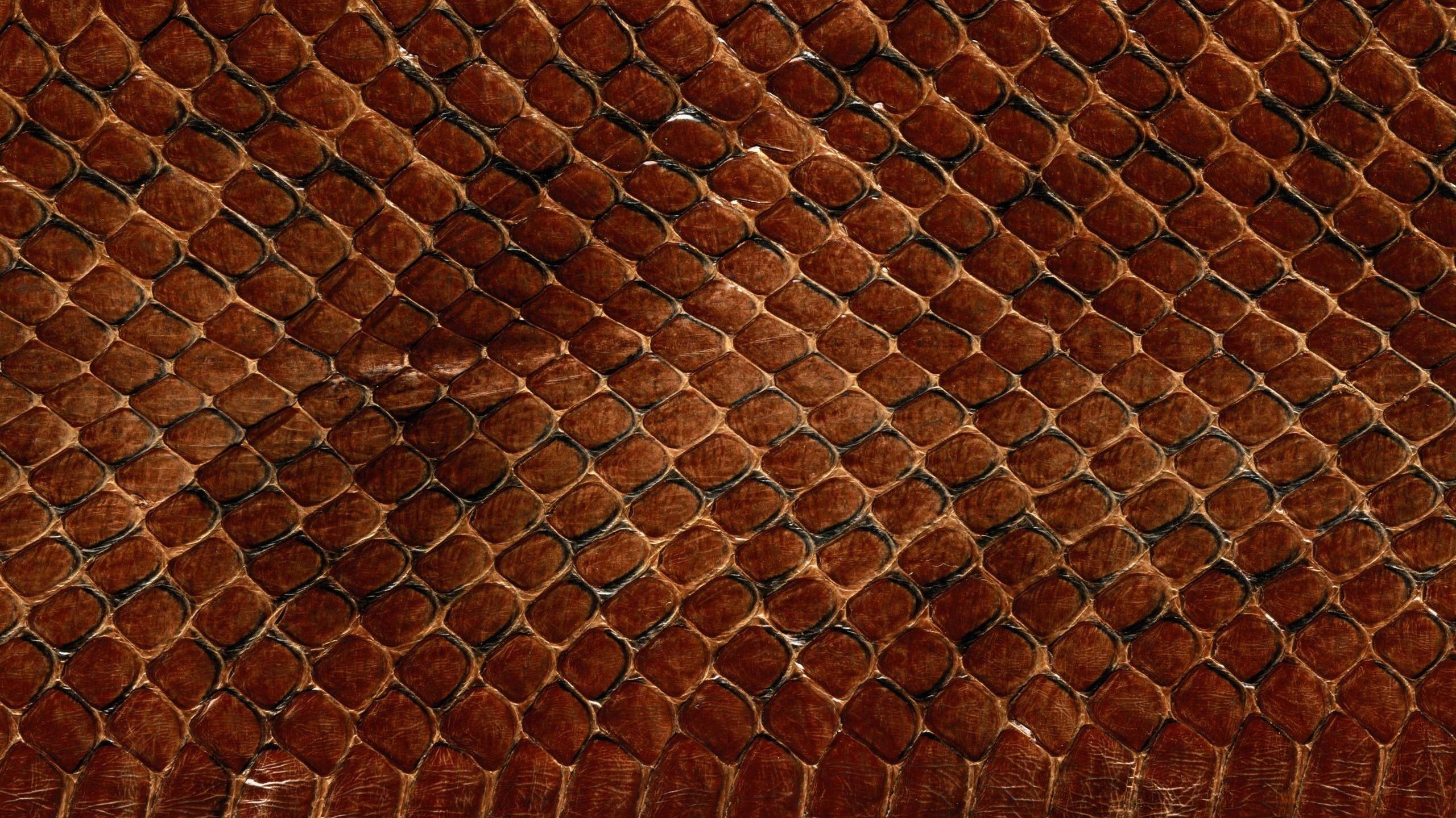 Dragon Scales Wallpapers Top Free Dragon Scales Backgrounds