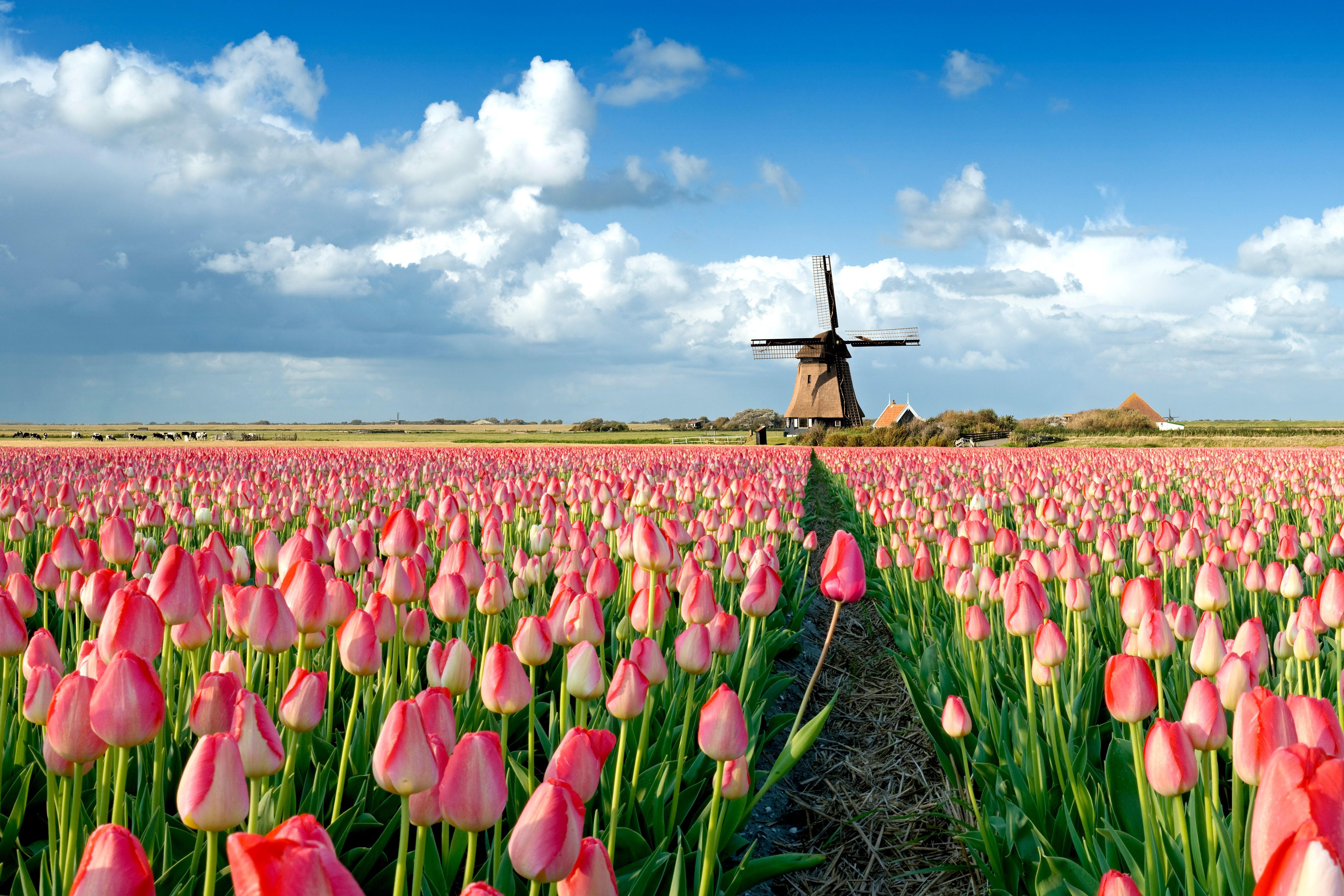 Tulip Farm Wallpapers Top Free Tulip Farm Backgrounds WallpaperAccess