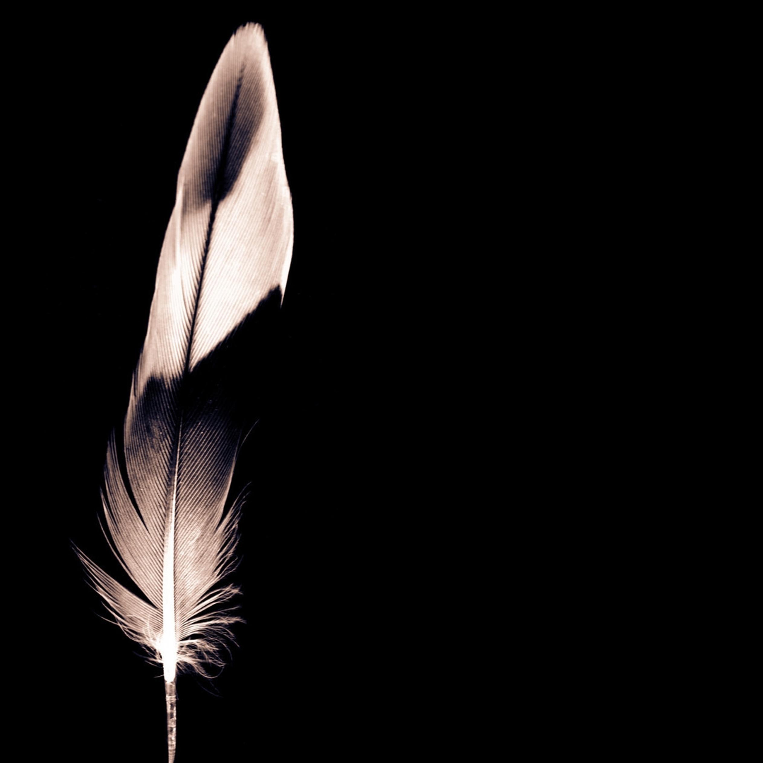 Black and White Feather Wallpapers Top Free Black and White Feather