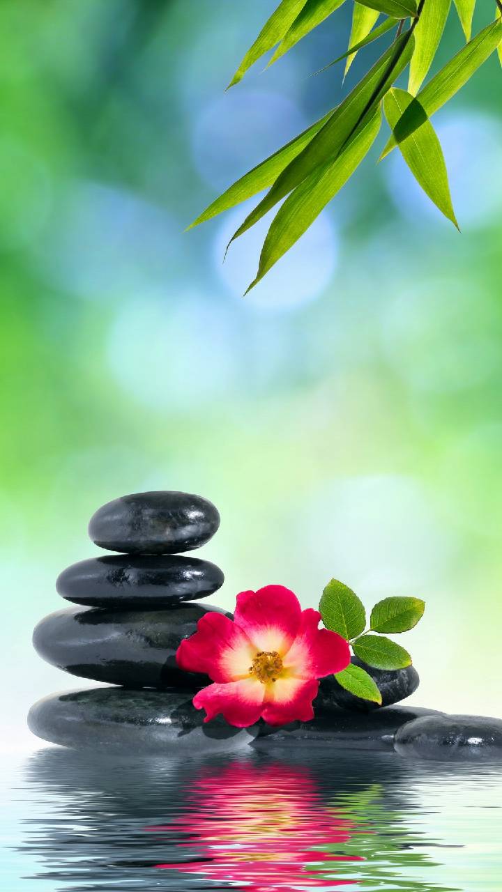 Zen Flower Wallpapers Top Free Zen Flower Backgrounds WallpaperAccess