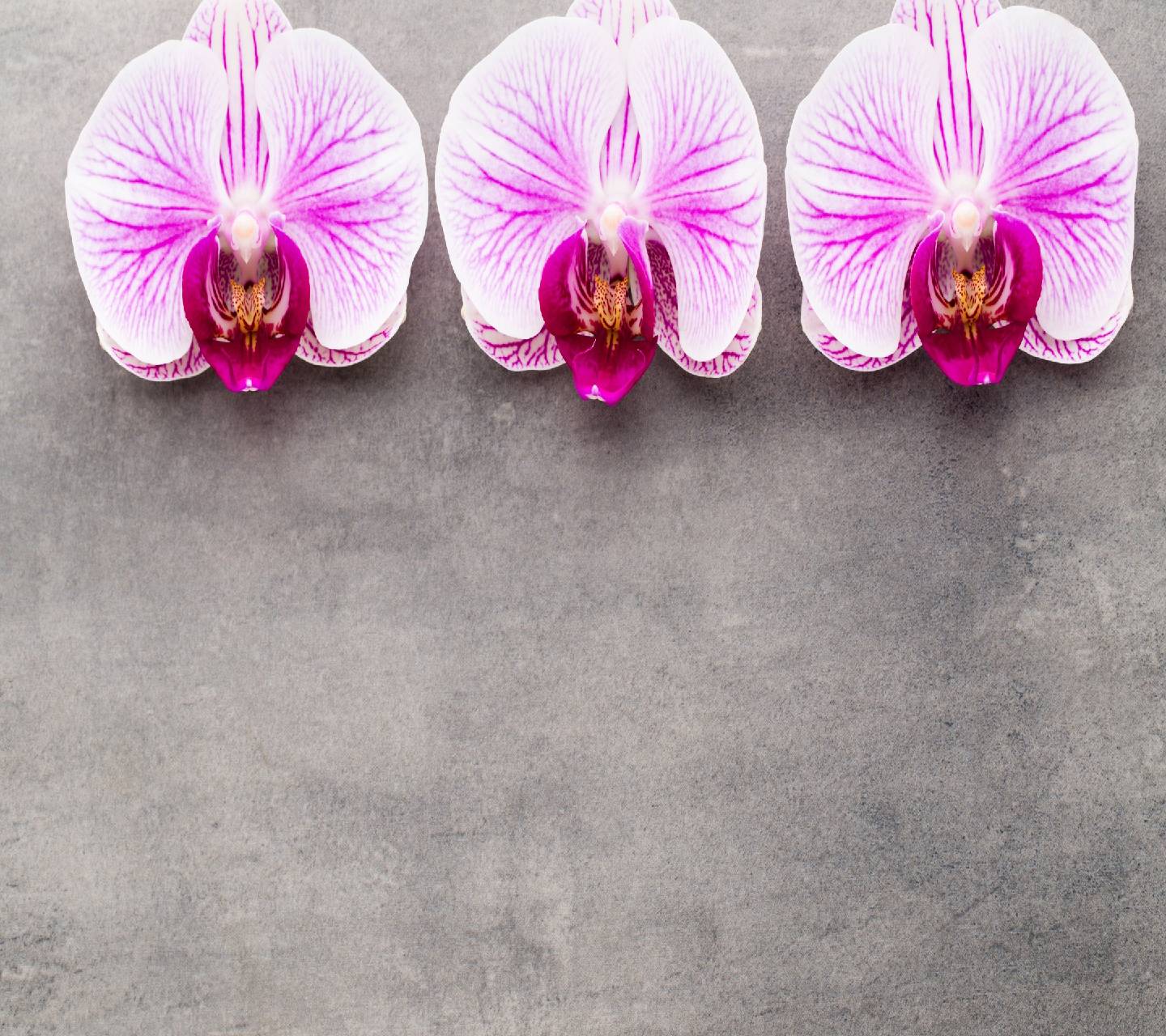 Top 98+ Wallpaper Season Zen Hd Live Wallpaper Updated