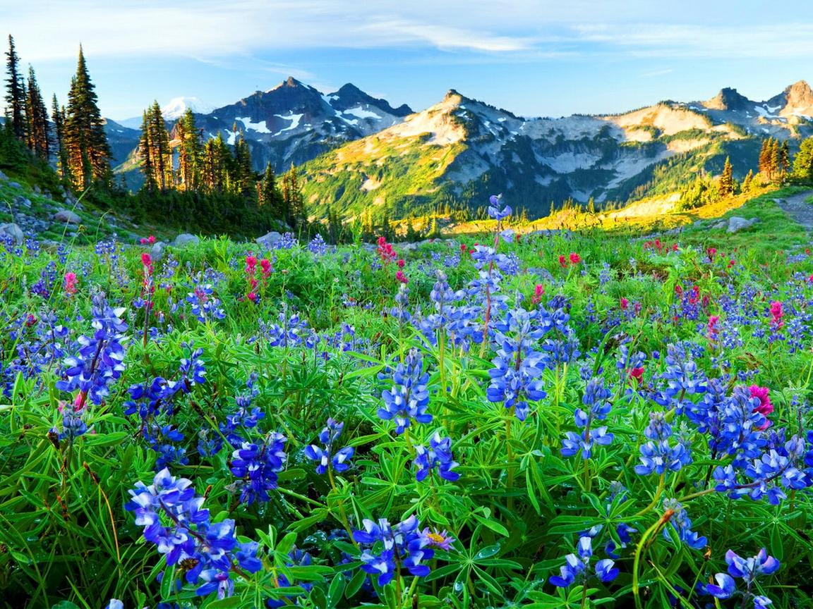 Mountain Wildflowers Wallpapers Top Free Mountain Wildflowers