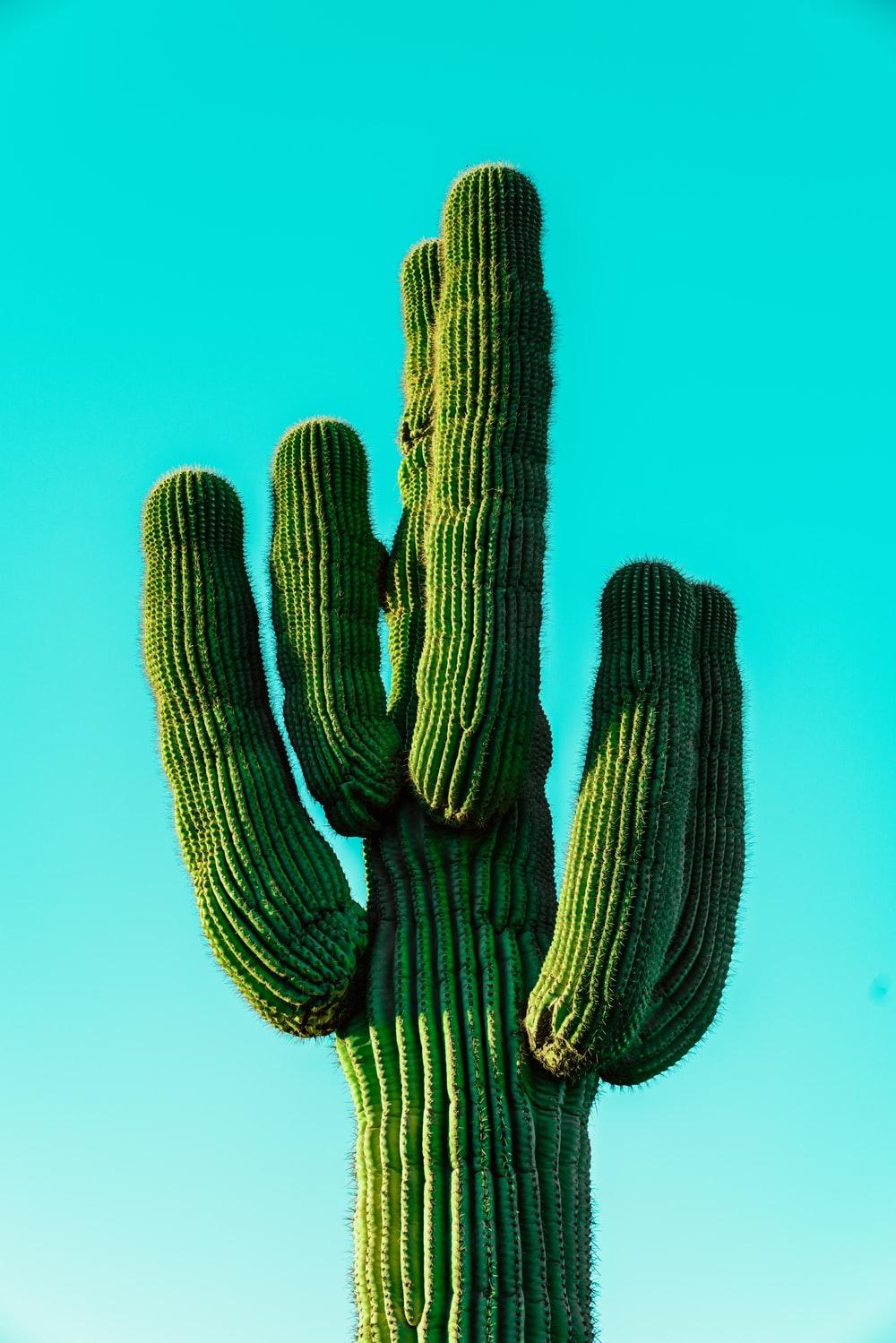 Green Cactus Wallpapers Top Free Green Cactus Backgrounds