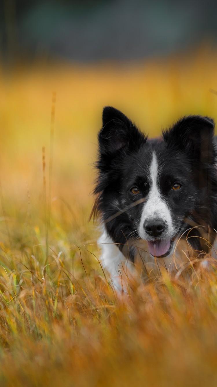 Border Collie iPhone Wallpapers Top Free Border Collie iPhone