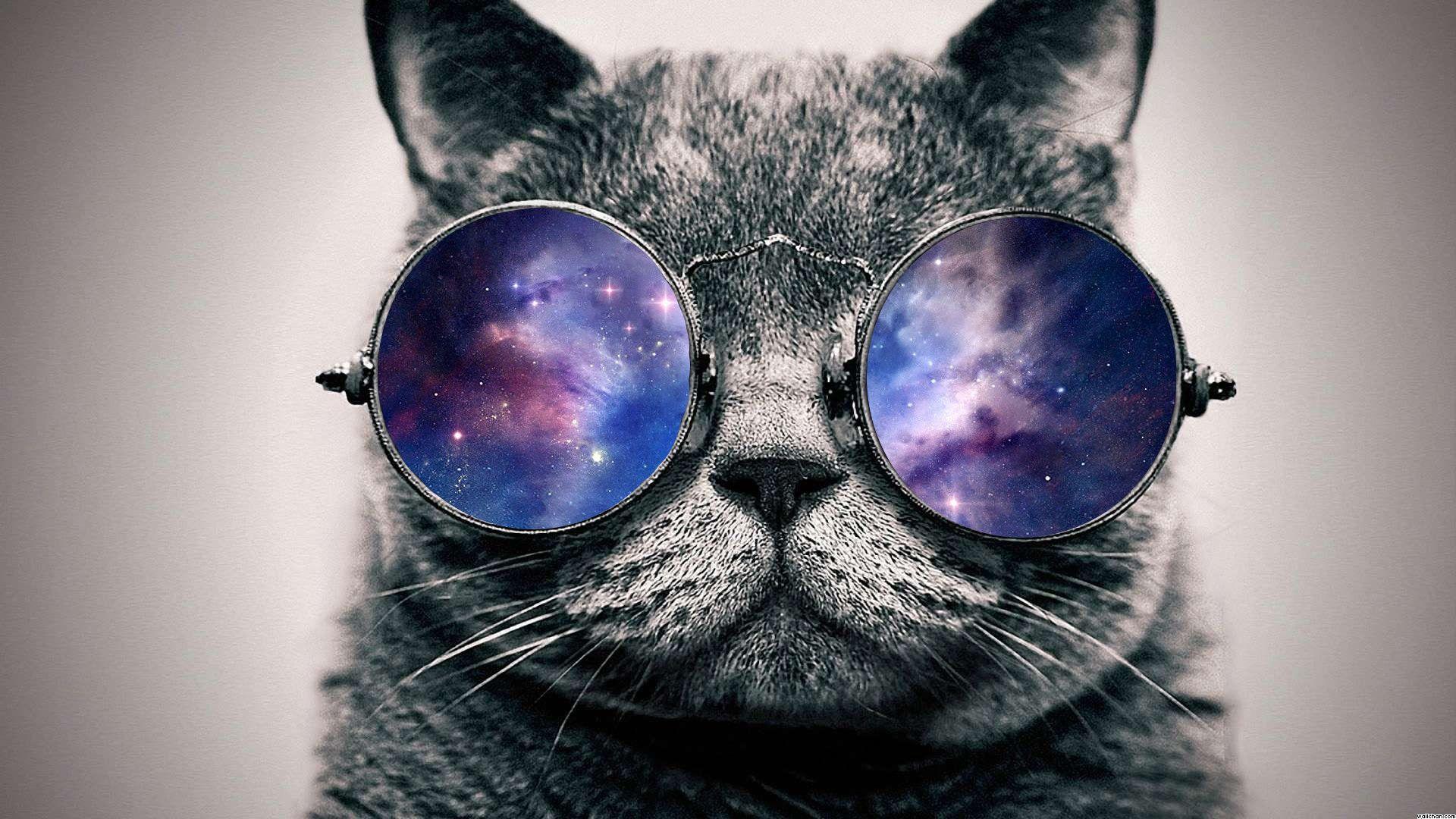 Cat with Glasses HD Wallpapers Top Free Cat with Glasses HD