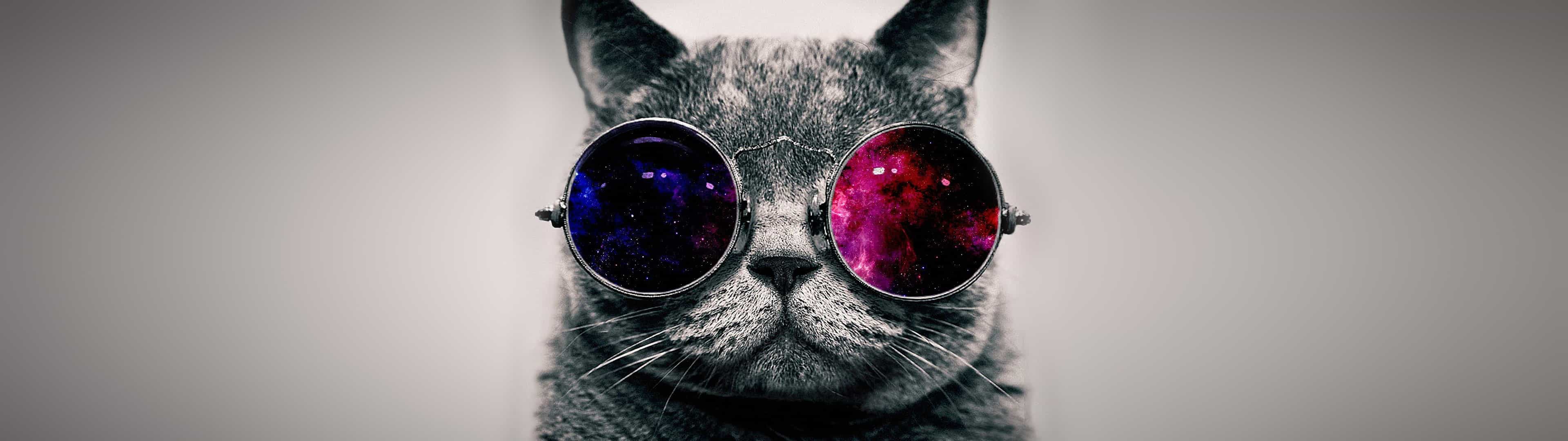 Cat with Sunglasses Wallpapers Top Free Cat with Sunglasses