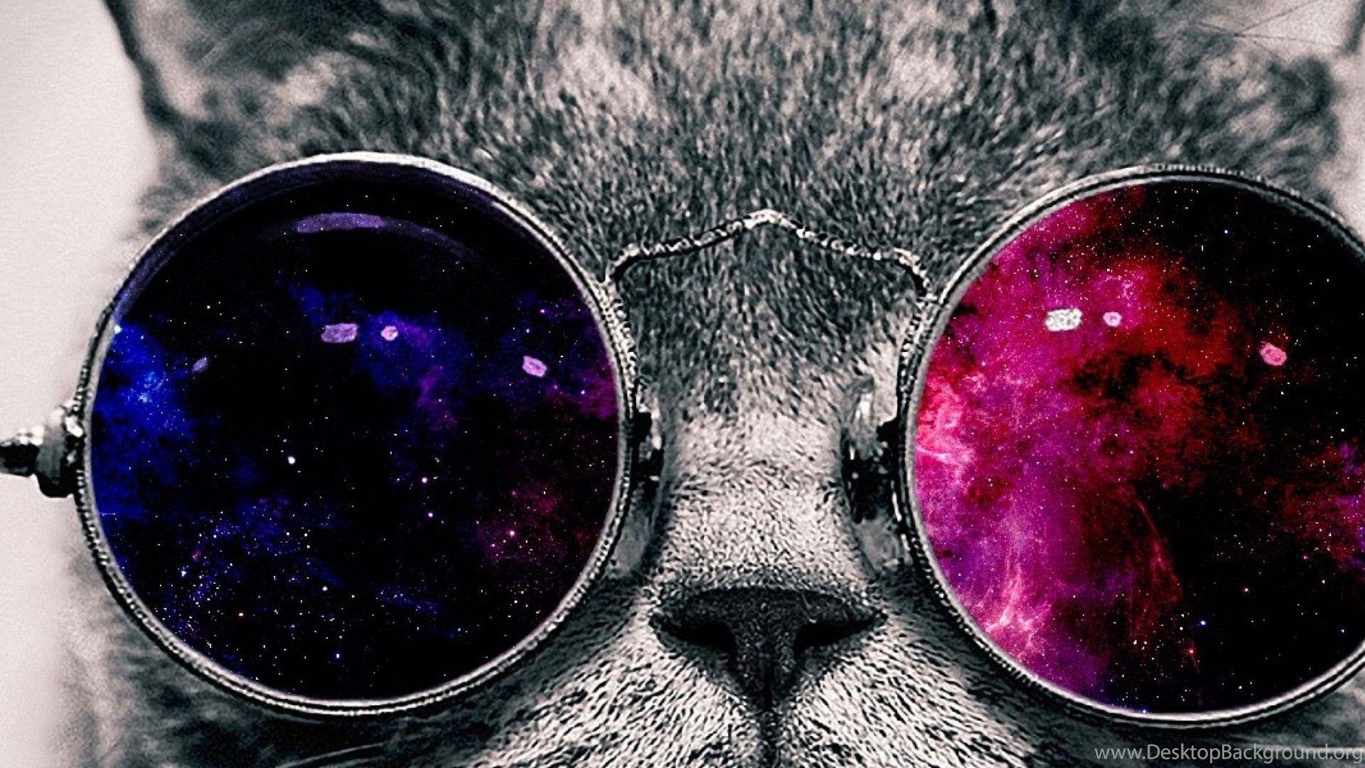 Cat with Sunglasses Wallpapers Top Free Cat with Sunglasses Backgrounds WallpaperAccess