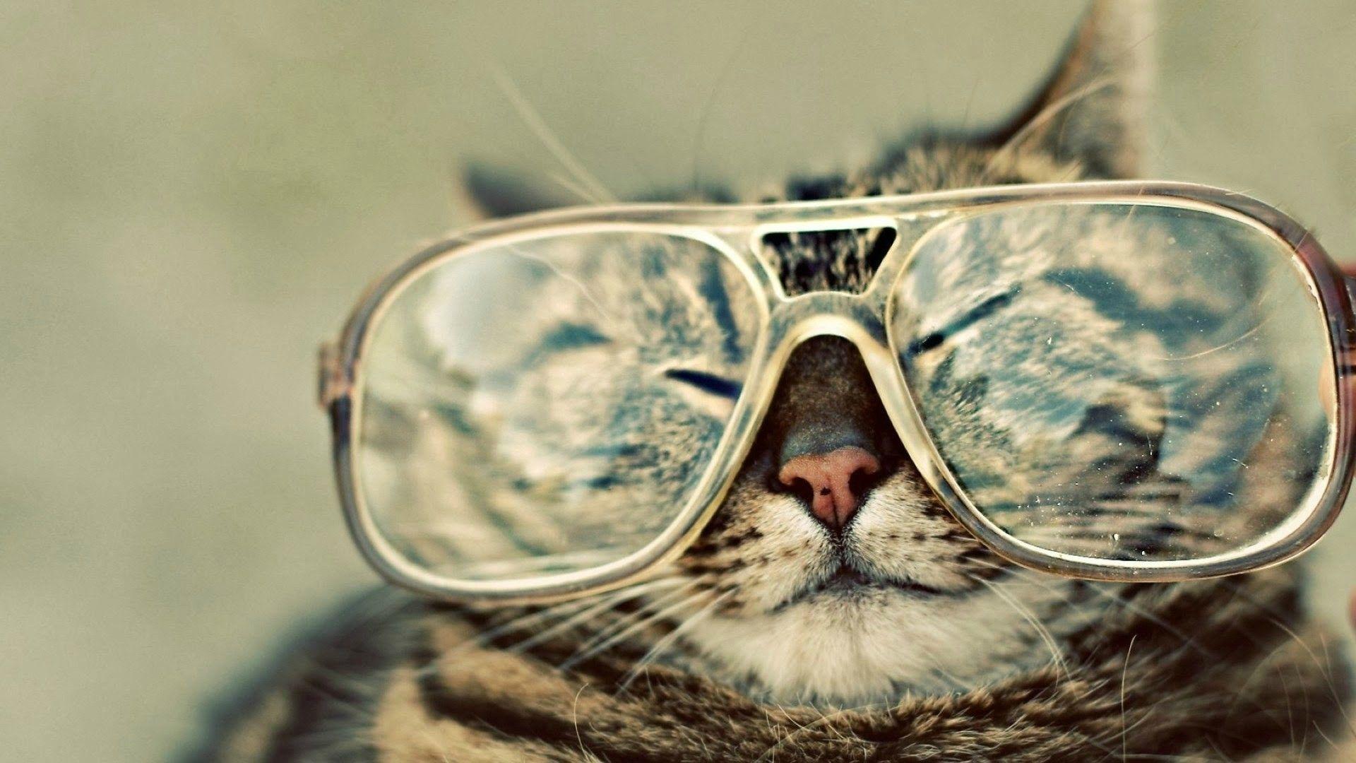 Cat with Sunglasses Wallpapers Top Free Cat with Sunglasses